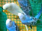 Love Birds