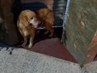 Golden Retriever Puppy