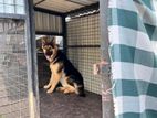 SALE FOR DOG KENNEL