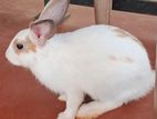Rabbits