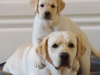 Female Labradors