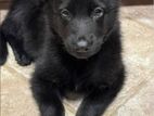 German Shepherd Puppy
