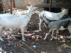 Farm Goats