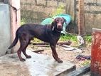Labrador Dog