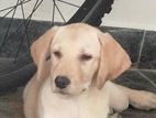 Labrador Puppies