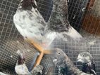 Pigeon