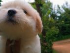 Shitzu Puppies