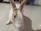 Rabbit
