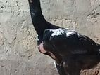 Rooster