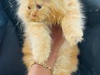 Persian Kitten