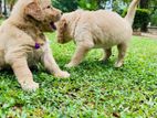 Golden Retriever Puppy