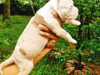 American Bully Puppies