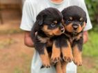 Rottweiler Puppies