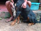 Rottweiler Male Dog for Crossing