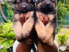 German Shepherd Puppies