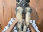 German Shepherd Puppy