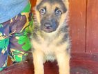 German Shepherd Puppy