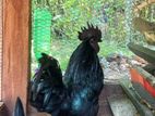 Farm Hen