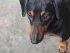 Dachshund Dog