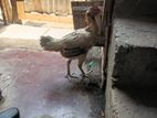 Farm Chicken