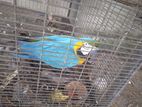 Macaw Parrot