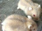 Hamster