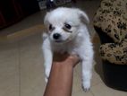 Pomeranian Puppy