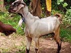 Goat (Eluwa )