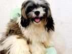 Shih Tzu Female Dog