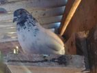 Pigeons