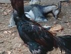 Rooster