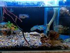 Fish Tank