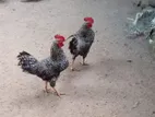 Country Chickens