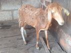 Farm Goat