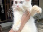 Persian Female Kitten