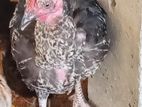 Farm Chick