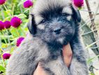 Tibetan Terrira Puppy