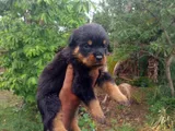 Rottweiler Puppy