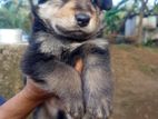 German Shepherd Puppy