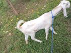 Goat Male