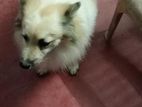 Pomeranian Puppy