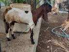 Farm Goat