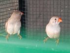 Finch Birds