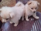 Pommeriyan Puppies