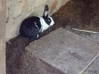 Rabbits