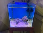 Salt Water Fish Tank