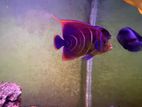 Koren Angel Fish