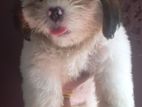 Shihtzu Puppies