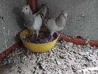 Samar 1 Egg Pire, 1Chick Silver Pire
