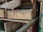 Samar Pigeon